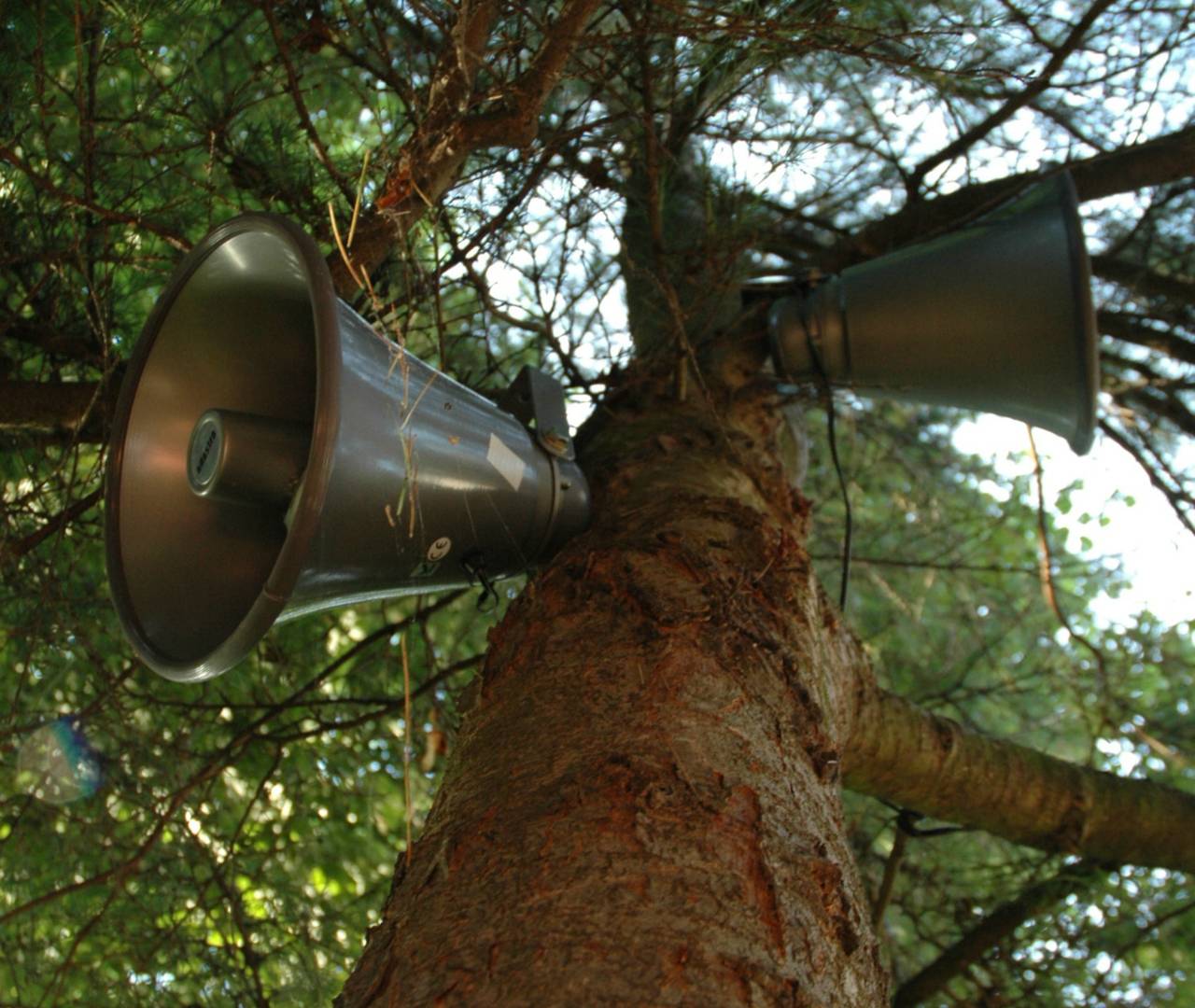 An installation image of speakers in a tree