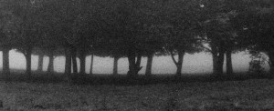 Image of trees from In the Field Book cover