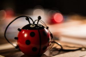 A ladybird toy