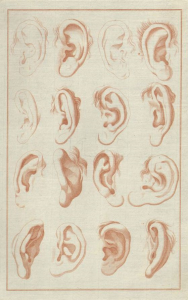 An illustration of ears