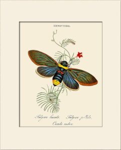 Illustration of an insect - essay image