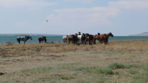 a group of 20+ horses by the bank of the aral sea
